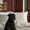 Taie d'oreiller Gustave Caviar 65 x 65 – Image 4