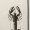Torchon Homard or Ecru 70 x 50 – Image 2