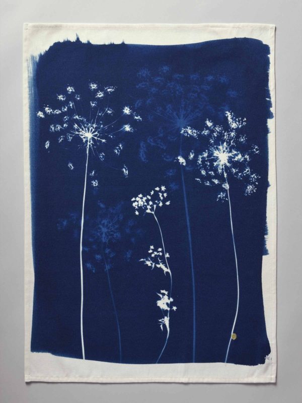 Torchon Fleurs de carotte Bleu 70 x 50 Torchons La Vallée du blanc